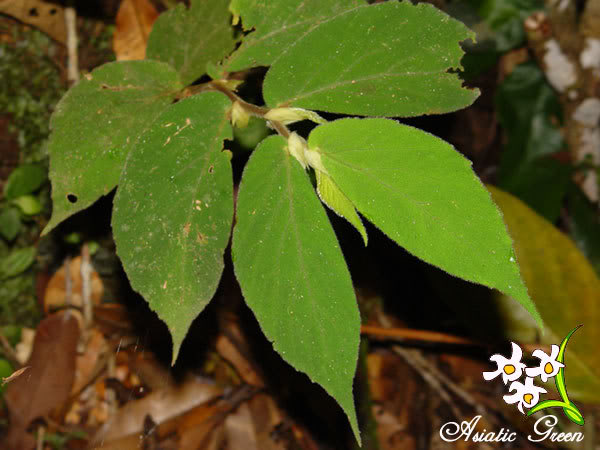 B. pubescens